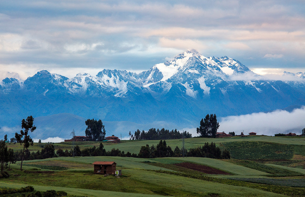 Bio-Ingwer aus Peru – Würzig, heiß und mit feiner Zitrusnote